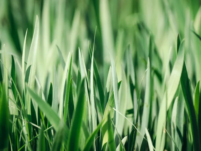 A close daylight detail of thick green grass blades on a healthy lawn, no people